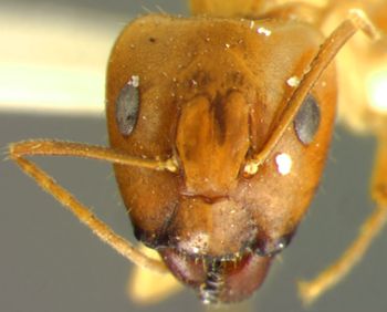 Media type: image; Entomology 9226   Aspect: head frontal view